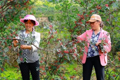 Wudu, Gansu: Grasp the project to create a strong “engine” for high-quality development