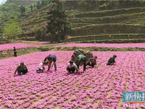 GAC Group: Casting Romantic “Flower” Industry in Guizhou “Xiang Village” Seeking Revitalization