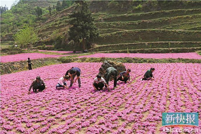 GAC Group: Casting Romantic “Flower” Industry in Guizhou “Xiang Village” Seeking Revitalization