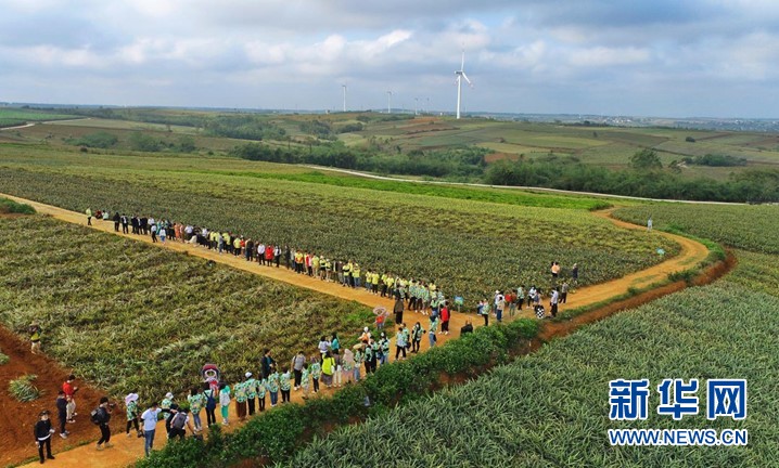 The “Sea of Pineapples” live broadcast casts the first county of China’s live broadcast The “Sea of Pineapples” live broadcast casts the first county of China’s live broadcast